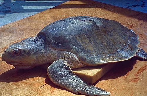 Sea turtle Senegal