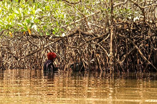Mangrove forest Senegal