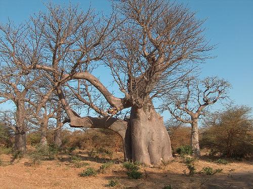 Baobab, Senegal