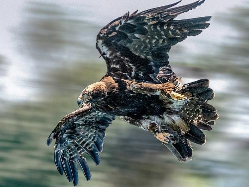 Imperial Eagle, Serbia