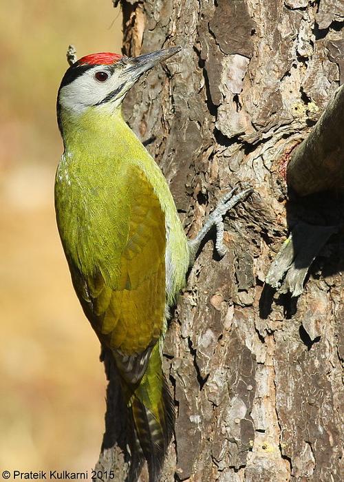 Grey-headed Woodpecker, Serbia