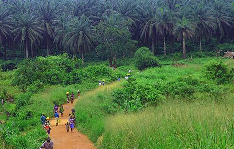 Landscape in the southeast of Sierra Leone