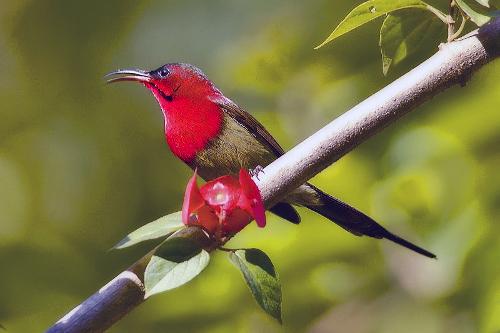 Crimson sunbird is the national bird of Singapore