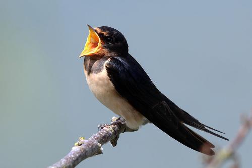 Barn Swallow, Skiathos