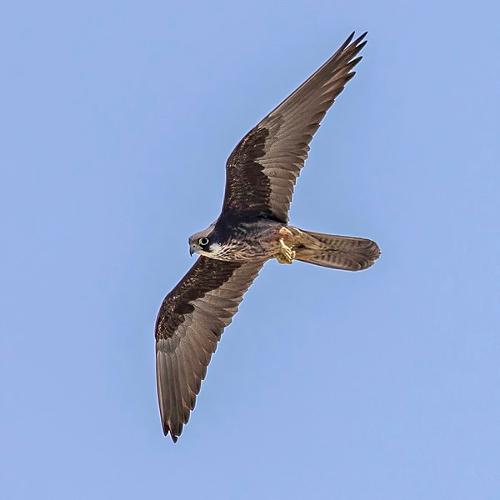 Eleonora's Falcon, Skopelos