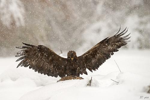 Golden Eagle, Slovakia