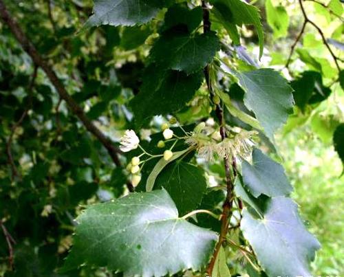 Winter lime, National tree of Slovenia