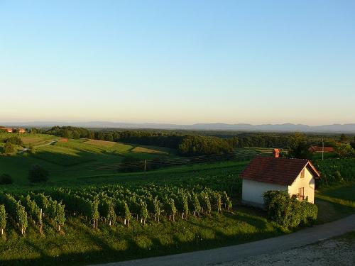Vineyard Slovenia