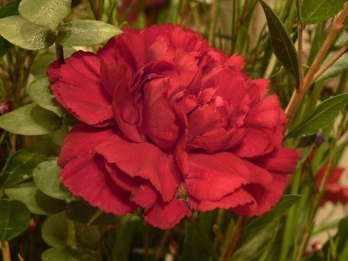 Carnation is the national flower of Slovenia