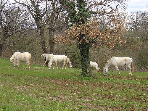 Lipizzan horses, Slovenia