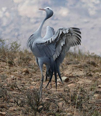 Blue crane, national bird of South Africa