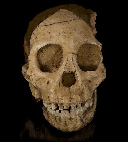 Skull of Taung-child, South Africa