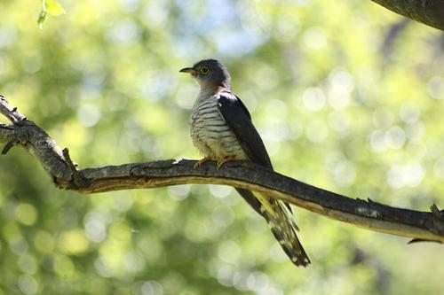 Red-chested cuckoo, South Africa