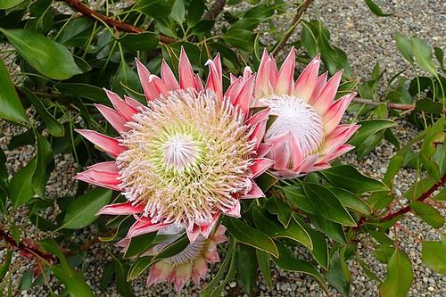 King or giant protea, national flower of South Africa