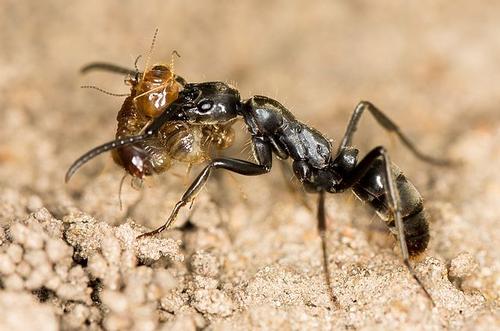 Matabele ant, South Africa