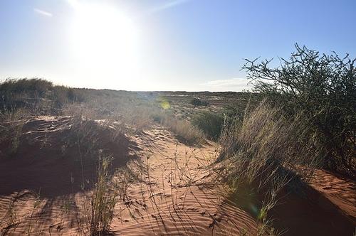 Burning sun on the Kalahari Desert, Northern Cape, South Africa
