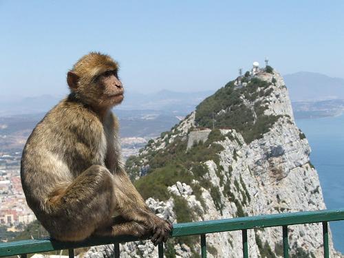 Barbary Macaque at the Rock of Gibraltar, Spain