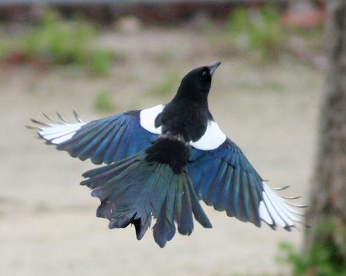 Blue magpie, Spain