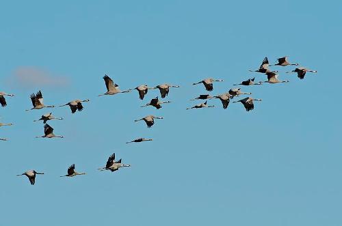Cranes, Spain