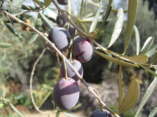Olives Spain