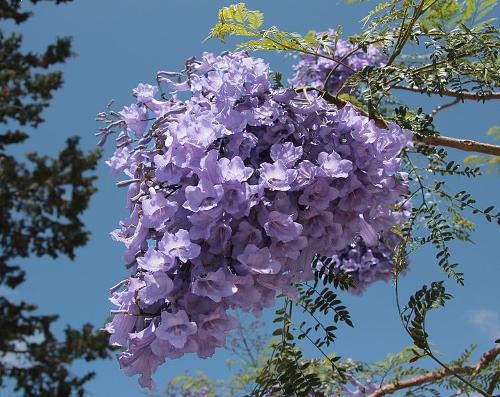Jacaranda in blossom, Spetses