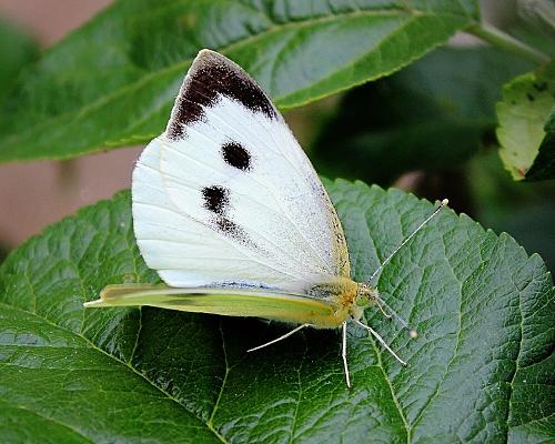 Cabbage White, Spetses
