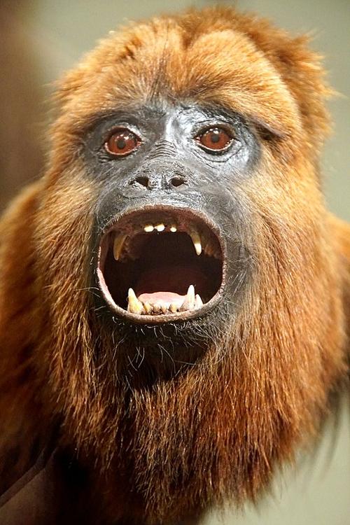 Howler Monkey Suriname