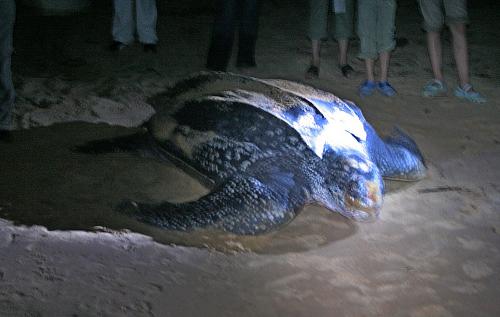 Sea Turtle lays eggs in Suriname