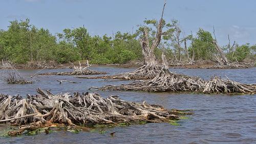 Mangroves Suriname