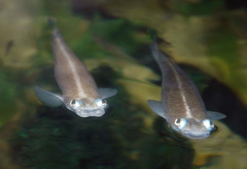 Four-eyed fish Suriname