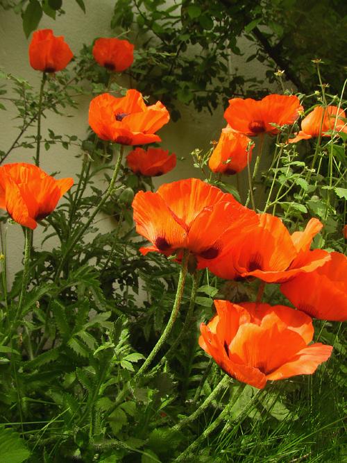 Poppies Sweden