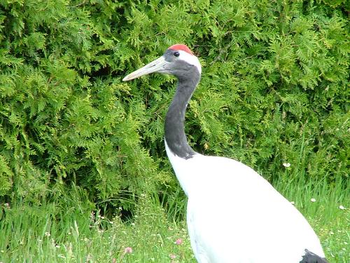 European Crane Sweden