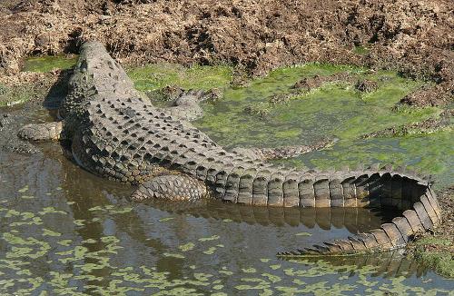Nile Crocodile Tanzania