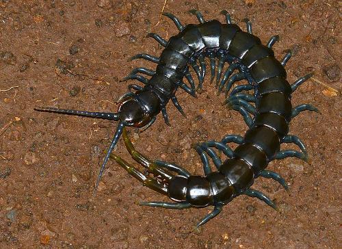 Centipede Tanzania
