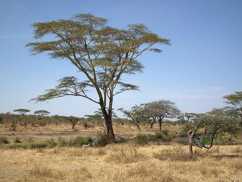 Fever tree in Tanzania