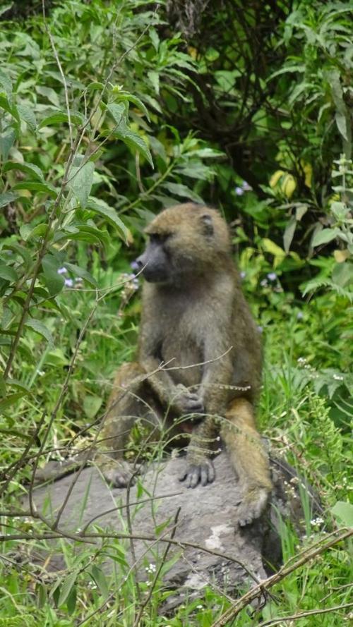 Baboon, Tanzania