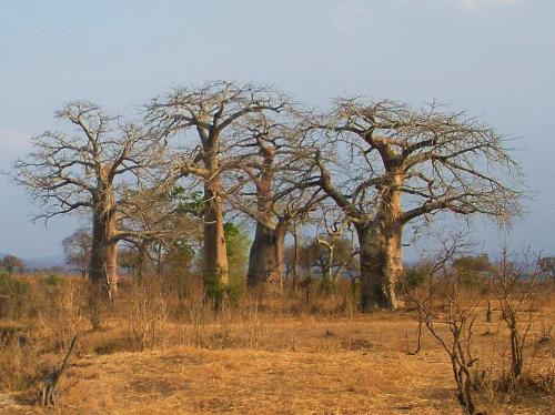 Babobab Tanzania