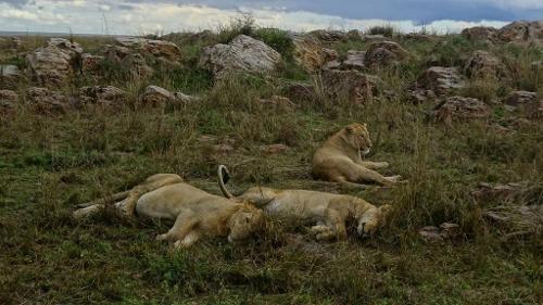 Lions Tanzania