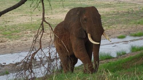 African Elephant Tanzania