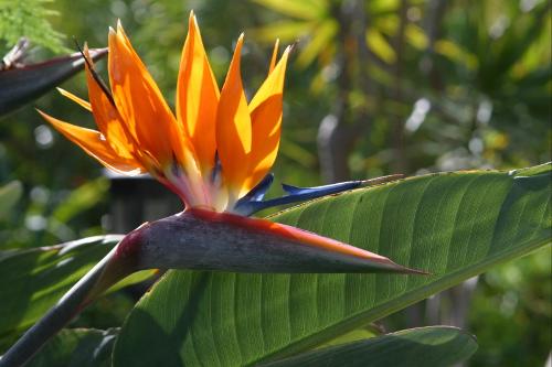 Strelitzia (bird of paradise flower) is Tenerife's national flower