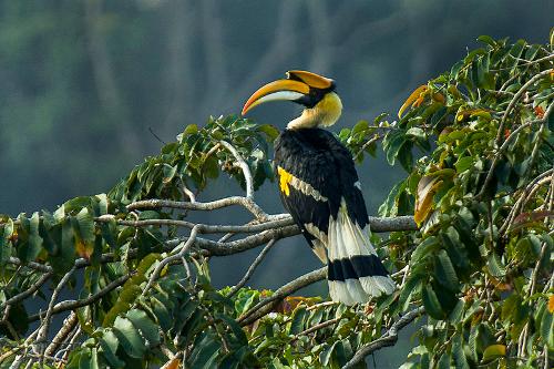 Hornbill Thailand