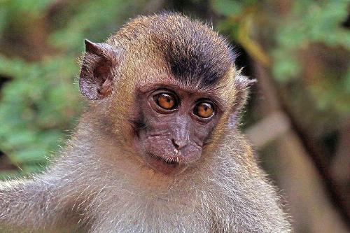 Macaque Thailand