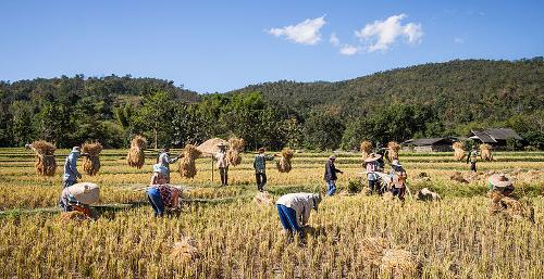 Rice farming, Thailand
