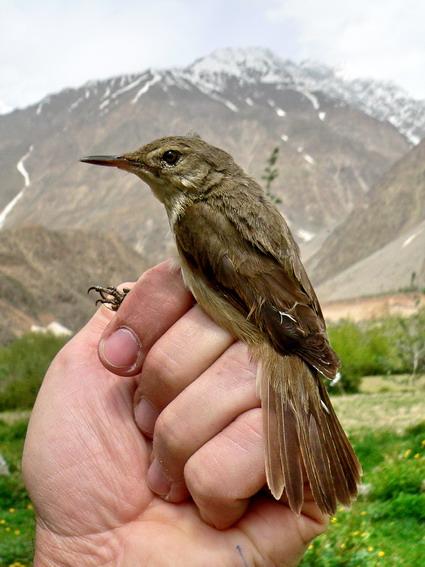 Humes reed warbler occurs again in Thailand