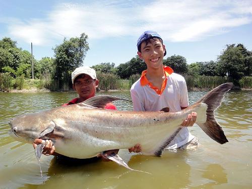 Giant Catfish Thailand