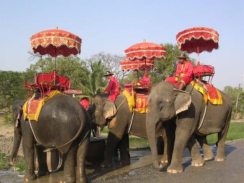 Ayutthaya Elephant Camp in Thailand