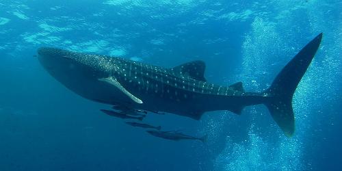 Whale Shark Siliman Islands, Thailand