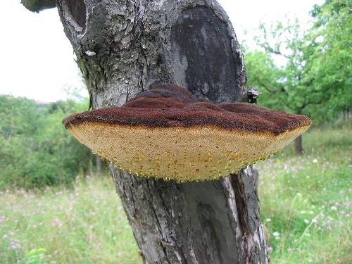 Shaggy Bracket Mushrooms, Thasos