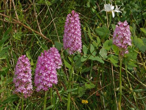 Pyramid Orchid, Thasos