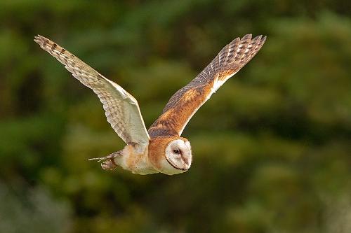 Barn Owl, Thasos